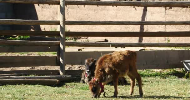 4k pequeno gado pastam na fazenda . — Vídeo de Stock