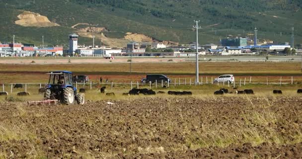 Çin-Eylül 12, 2017:4 k Tibet halkının kullanın traktör tarıma elverişli arazi içinde shangrila yunnan, Çin. — Stok video