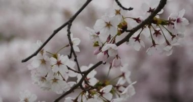 4 k sakura, güzel kiraz çiçekleri rüzgarda titremeye..