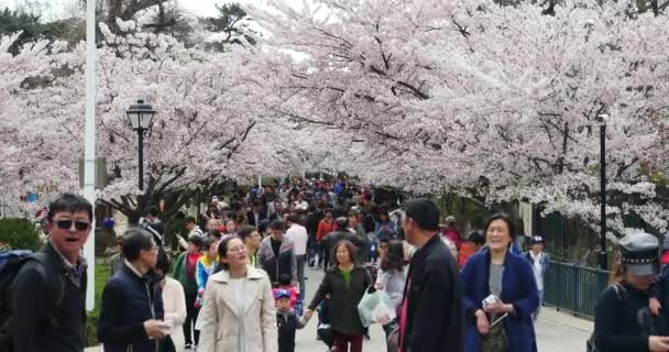 Chiny-kwi 09, 2017:4 k turystów do wyświetlenia sakura, wiśnia kwiaty Festiwal w parku Qingdao, Chiny. — Wideo stockowe