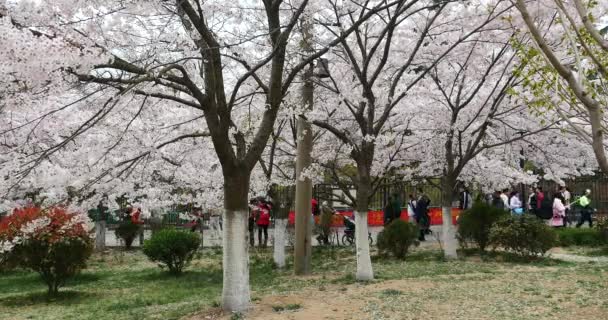 Kiina-huhtikuu 09,2017: 4k turisteja katsomaan sakura, kirsikka kukkii festivaali QingDao puistossa, Kiinassa . — kuvapankkivideo