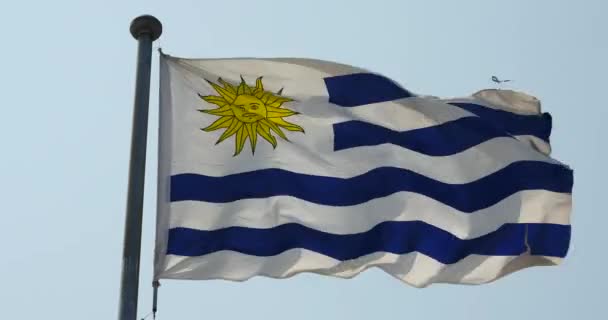 4 k Uruguay flagga fladdrar i vinden. — Stockvideo