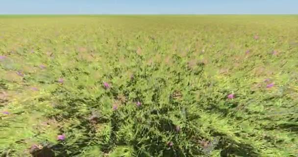 Flor da cor 4k & grama no vento, paisagem natural, dente de leão flutuante, fundo azul do céu . — Vídeo de Stock