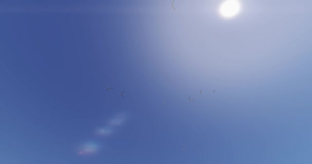 4k gaivotas voando sobre a luz solar, raios de sol e erupção solar, cena do paraíso . — Vídeo de Stock