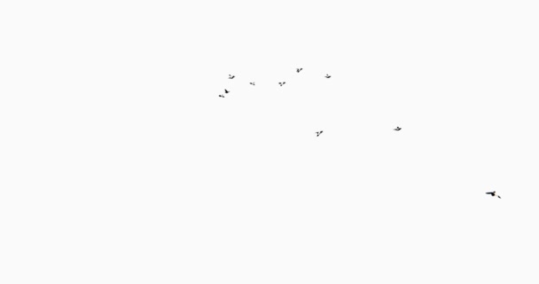 Silhouette 4k oiseaux volants . — Video