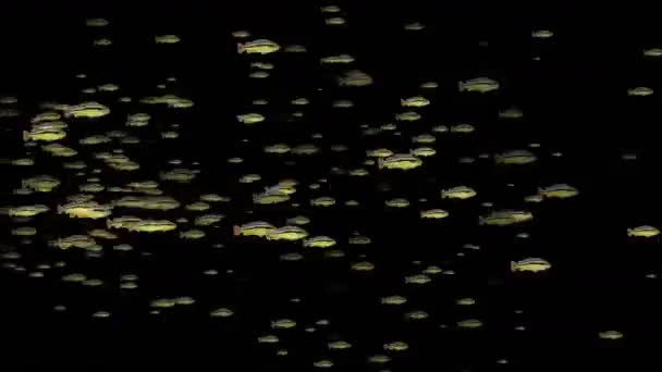 4k Un grupo de peces de natación rápida . — Vídeos de Stock