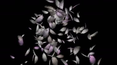 4 kuş tüyü düşen k.