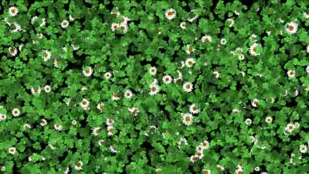 4 k クローバー ホワイト デイジーの植物植生葉刃の背景. — ストック動画