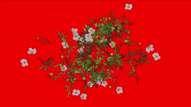 4 k yemyeşil çiçek petal yaprakları bitkileri bodur çalılar bitki grass büyüyen arka plan.