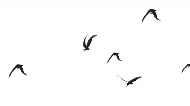 4k troupeau de pigeons oiseaux survolent, oiseaux migrateurs fond animal .