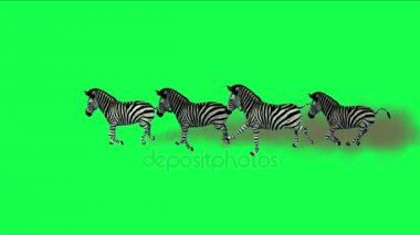 4 k grup Zebra at eşek hayvan göç çalıştırmak duman, Afrika otlak.