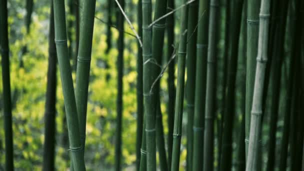 Wind schüttelnder Bambus, ruhige Atmosphäre.