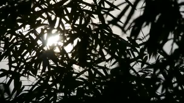 Silhueta de bambu de agitação do vento, atmosfera tranquila na luz do sol . — Vídeo de Stock