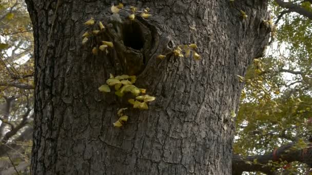 Dikke stam, weelderige ginkgo boom in de wind, stam, bos, bossen. — Stockvideo