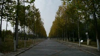 uzun bir yol ormana düşen sarı yapraklar.