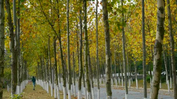 Hombre corriendo por un largo camino a través del bosque, cayendo hojas amarillas en el otoño pa — Vídeos de Stock