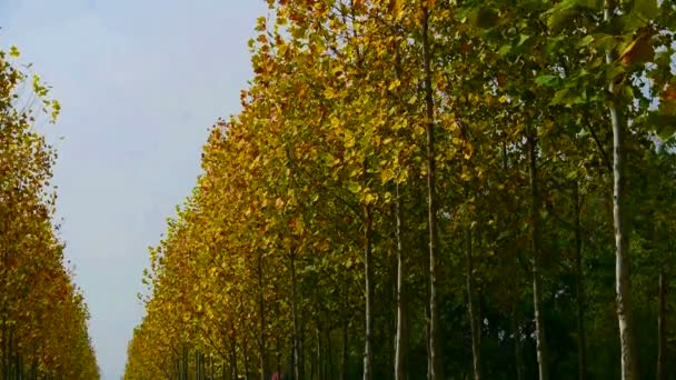 Schaukelbaum und fallende gelbe Blätter, Baumkrone. — Stockvideo