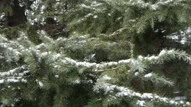 Cubierta de nieve pinos . — Vídeos de Stock