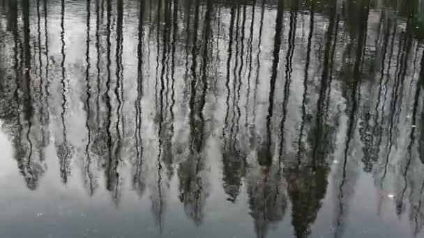 Skog reflektion i vatten, rippel. — Stockvideo