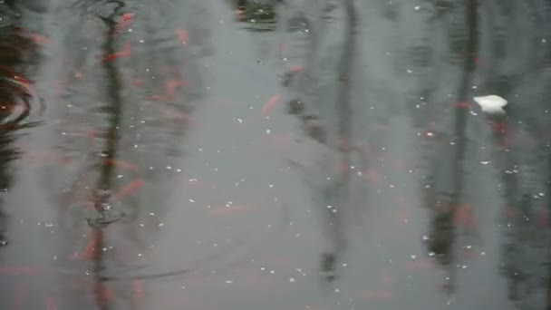 Reflexão florestal na água, ondulação . — Vídeo de Stock