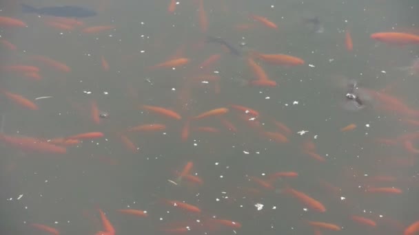 Carpa de pescado en agua sucia . — Vídeos de Stock