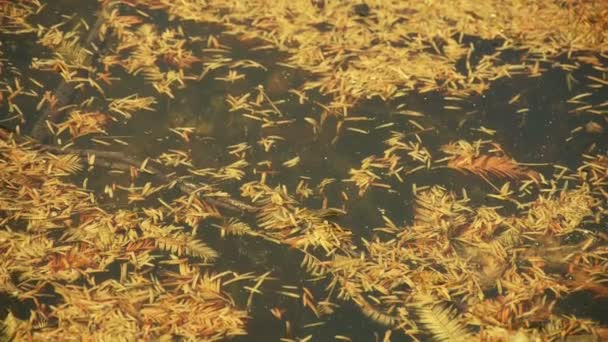 Hojas de metasequoia flotando en el lago espumoso, polvo, escombros . — Vídeos de Stock