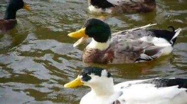 kazlar ördekler ve Kuğu Gölü su yüzme.