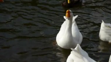 kazlar ördekler ve Kuğu Gölü su yüzme.