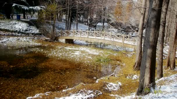 Відбиття лісу та мосту у воді, метастазний бірюзовий залишок, що плаває на озері, стрибок — стокове відео