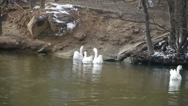 Утки гуси и лебеди плавают по воде, озеру . — стоковое видео