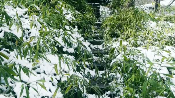 Bambù coperto di neve, ondeggiante nel vento, Lane, Percorsi, Strada . — Video Stock