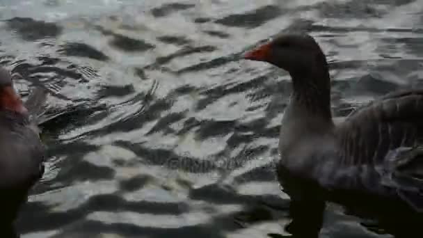 Ganso, patos gansos y cisnes nadando en el agua, lago . — Vídeos de Stock