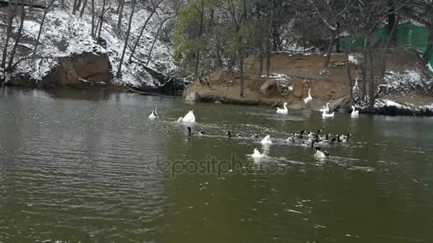 Ganzen eenden en zwanen zwemmen op het water, lake. — Stockvideo