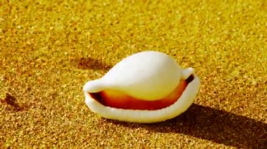 Altın kumsalı, rüzgar estigi kum üzerinde beyaz kabuklu