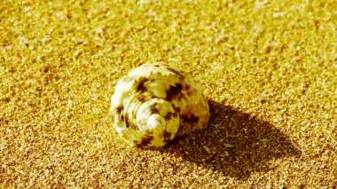 Kabuklu altın kumsalı, rüzgar estigi kum üzerinde