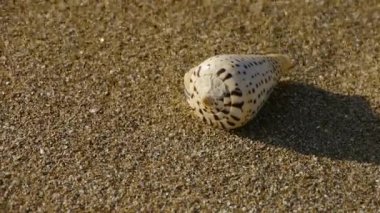 Kabuklu kumlu plaj, rüzgar estigi kum