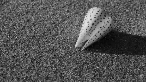 Conch aan zandstrand, wind blow zand — Stockvideo