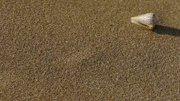 Muschel am Sandstrand, Wind bläst Sand