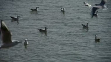 denize uçan martı.