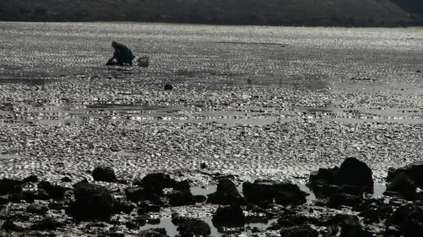 Uma escavação amêijoas pescadores na praia, ebb . — Vídeo de Stock