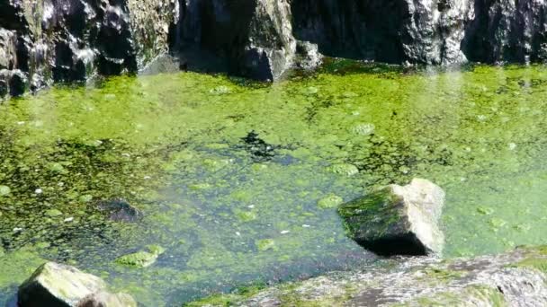 Superfície das águas do oceano e recifes de rocha costeiras, algas, algas marinhas, refluxo, cascalho, poluição . — Vídeo de Stock