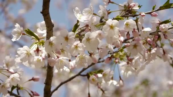 Güzel kiraz çiçekleri rüzgarda titriyor.. — Stok video