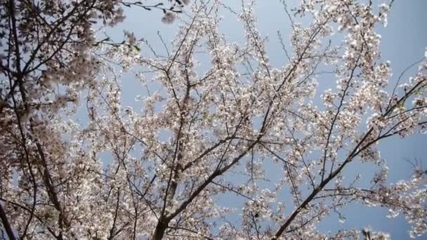 Красиві вишневі квіти тремтять у вітрі . — стокове відео