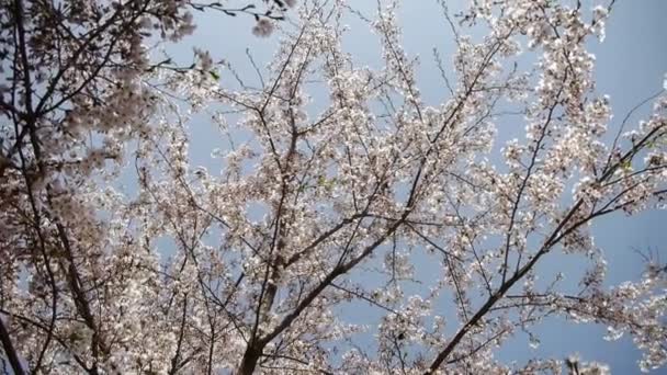 Hermosas flores de cerezo tiemblan en el viento. — Vídeo de stock