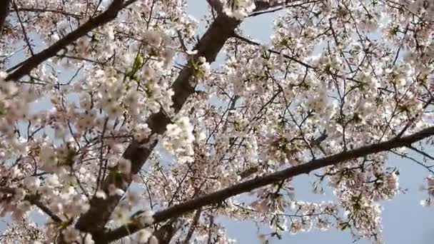 Красиві вишневі квіти тремтять у вітрі . — стокове відео