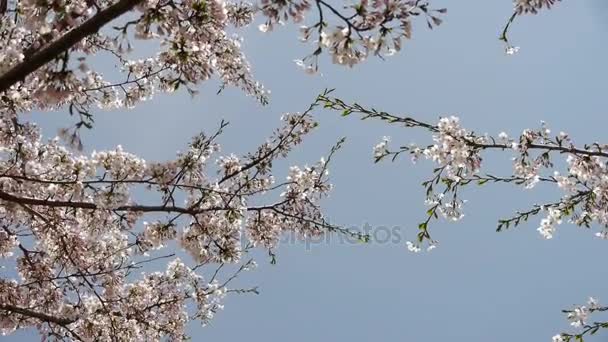 Beautiful cherry blossoms tremble in wind. — Stock Video