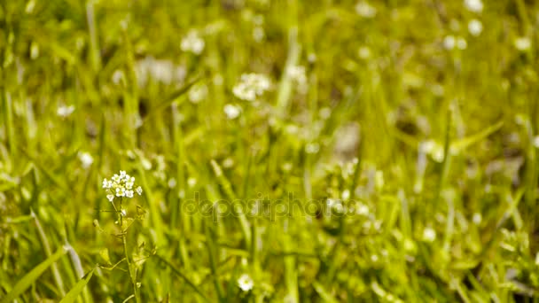 Hermosas flores silvestres en hierba. — Vídeos de Stock