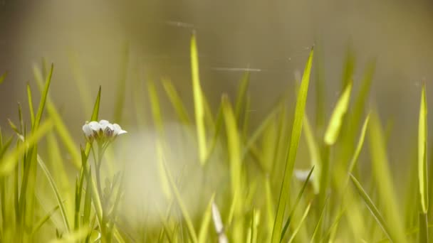 Belles fleurs sauvages dans l'herbe, araignées Cobwebs . — Video