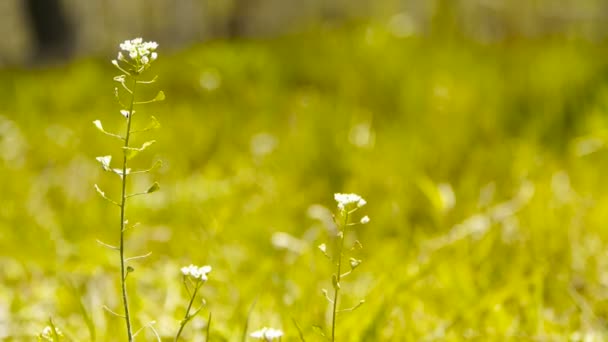 Mooie wilde bloemen in gras. — Stockvideo