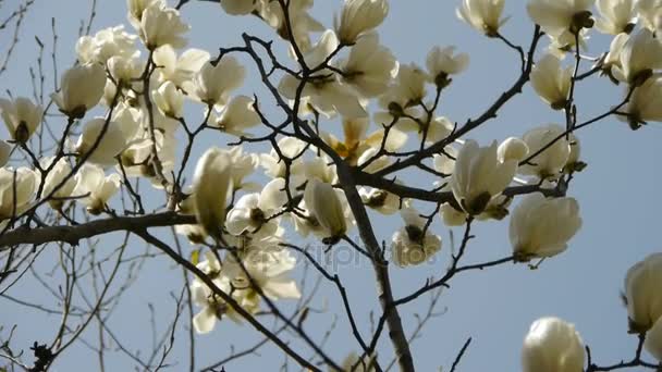 Bella magnolia fiorire sotto il sole . — Video Stock